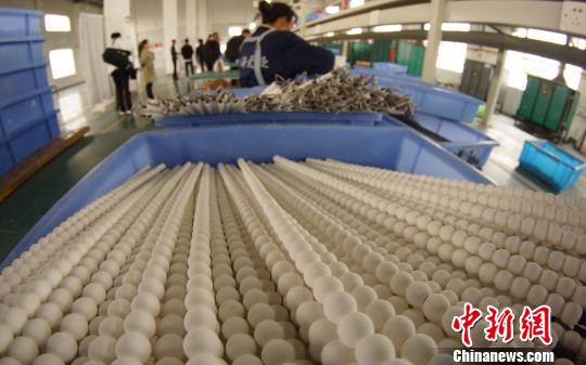 工人準備將干燥后的瓷珠放入烤箱。瓷珠經過上釉后,需經1300度高溫燒制后出爐。 王昊陽 攝